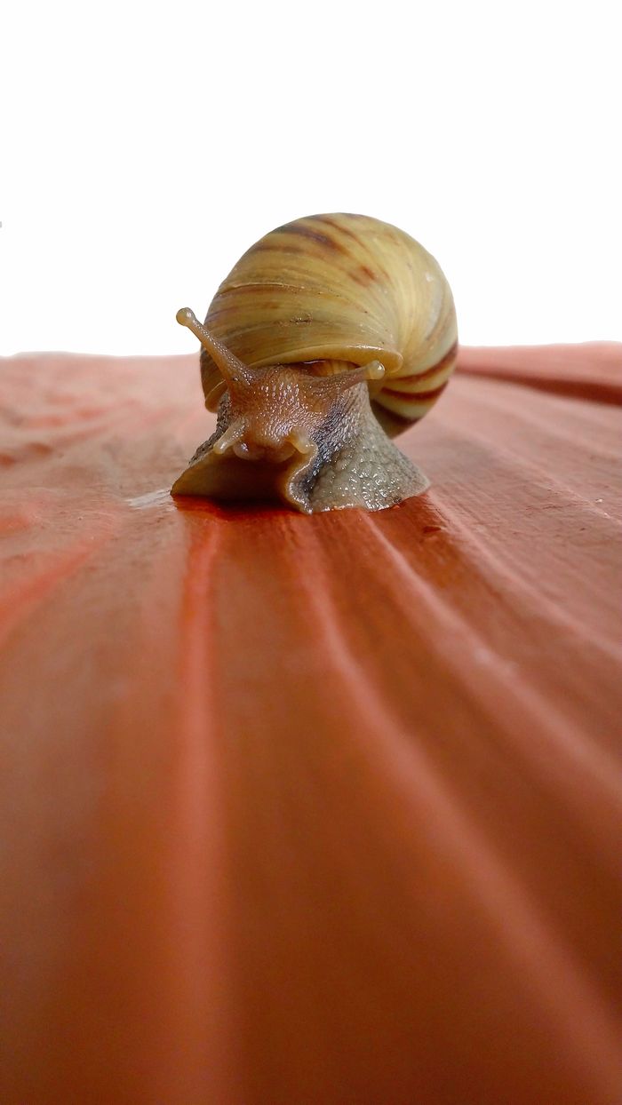 Close-up shot of a snail on a red textured surface, showcasing its details and patterns.