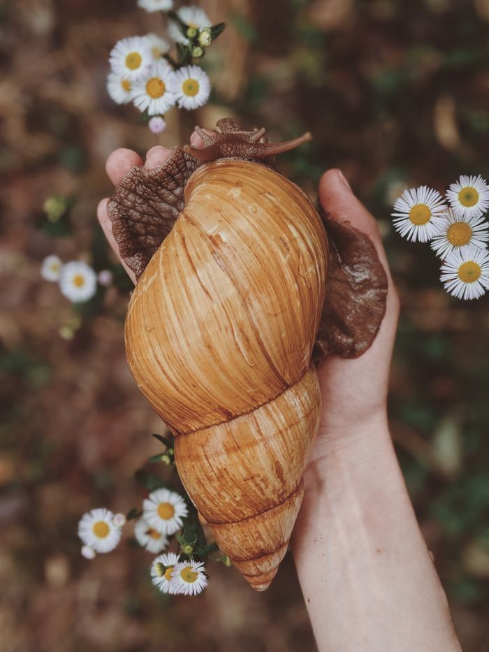 Giant Achatina snail held in hand surrounded by delicate white daisies in a natural setting.