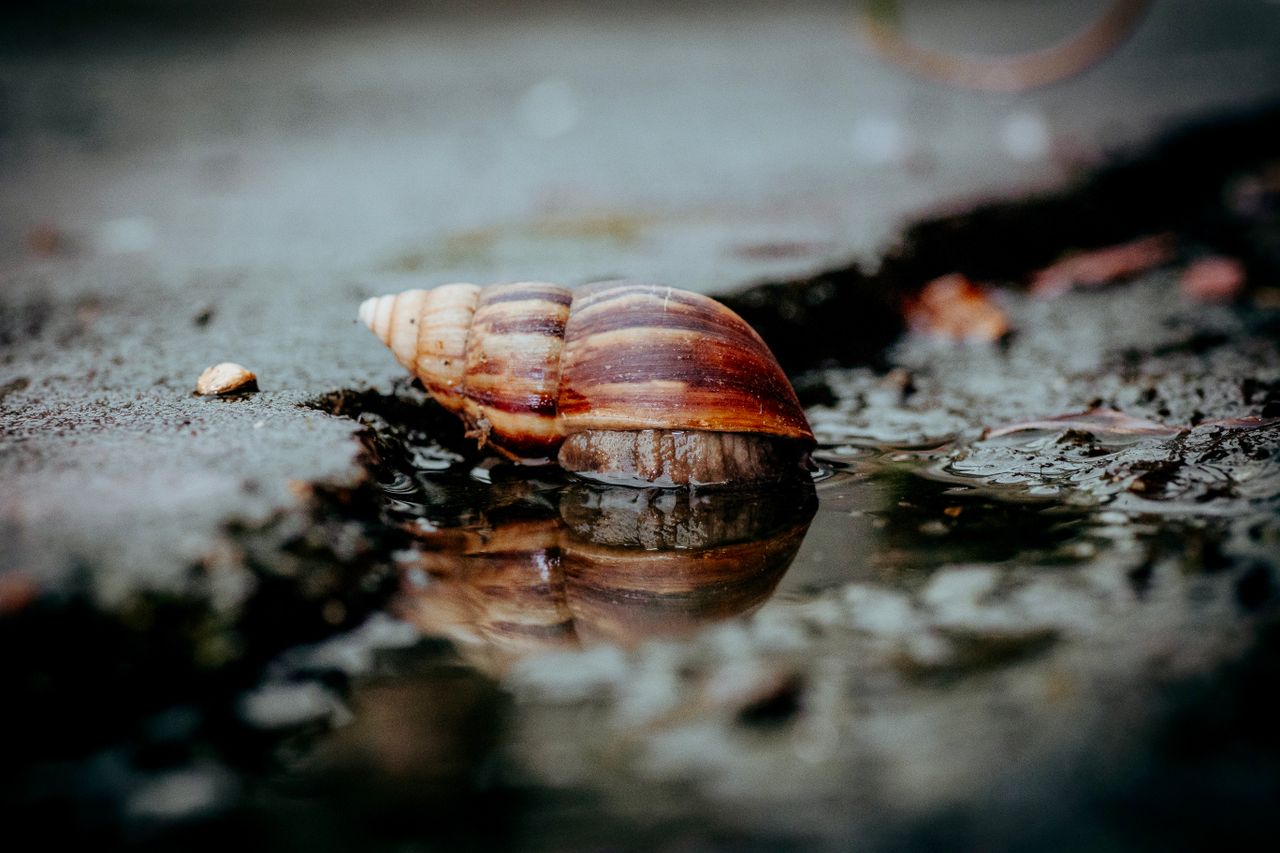 Detailed macro shot of a snail next to a reflective puddle on a wet surface.