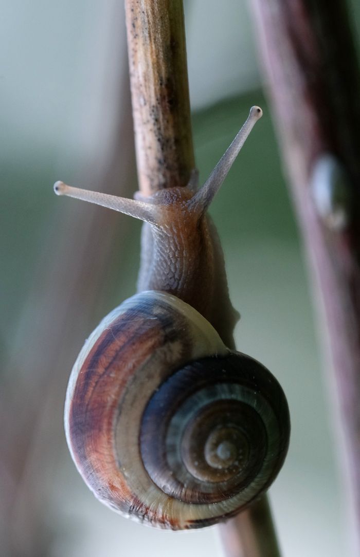 Detailed macro shot of a garden snail on a branch, highlighting its shell textures.