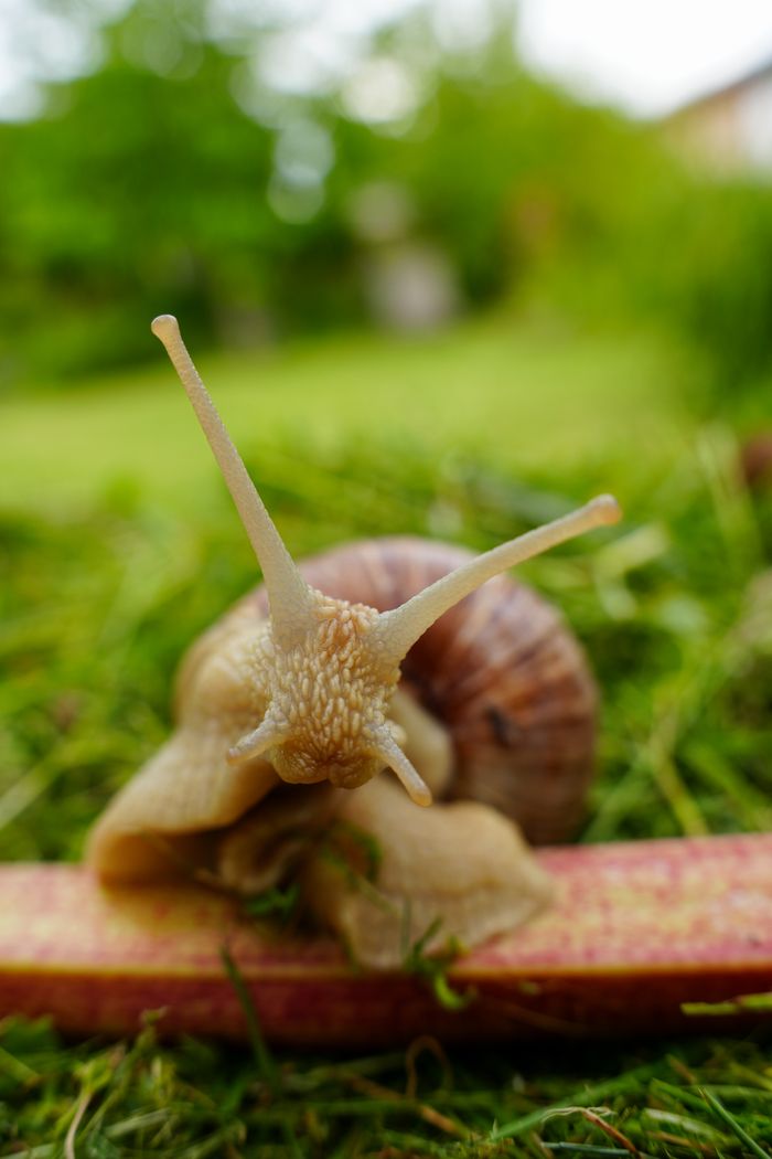 Crafting Captivating Headlines: Your awesome post title goes here Macro shot of a snail on grass, showcasing textures and nature details in a German garden.