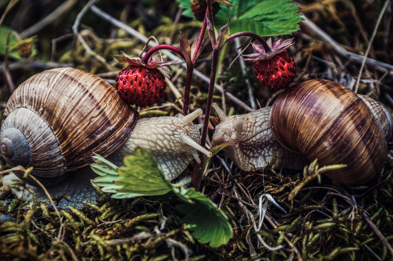 Mastering the First Impression: Your intriguing post title goes here From above of brown snails with long tentacles with eyes on top feeding stalk of wild strawberries in forest