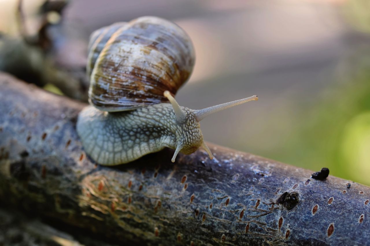 The Art of Drawing Readers In: Your attractive post title goes here Detailed image of a snail crawling on a tree branch in a natural setting.
